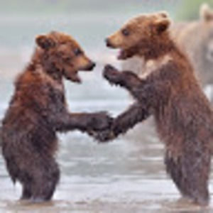 Meet your Posher, Herbert